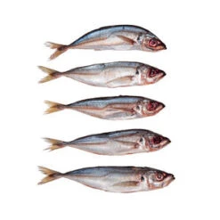 Pre Baits Horsmakreel