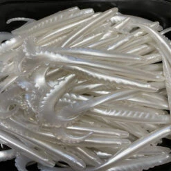 Gators Pearl (100stuks)